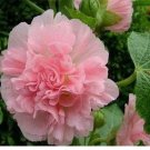Baby Light Pink HOLLYHOCK rare flower bed exotic plant USA Seller 20 Seeds