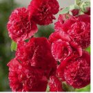 20 Seeds Red/Pink Swirl HOLLYHOCK rare flower bed exotic plant USA Seller