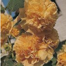 Lemon Yellow HOLLYHOCK rare flower bed exotic plant bush USA Seller 20 Seeds