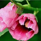 Fuchsia Pink HOLLYHOCK rare flower bed exotic plant bush USA Seller 20 Seeds
