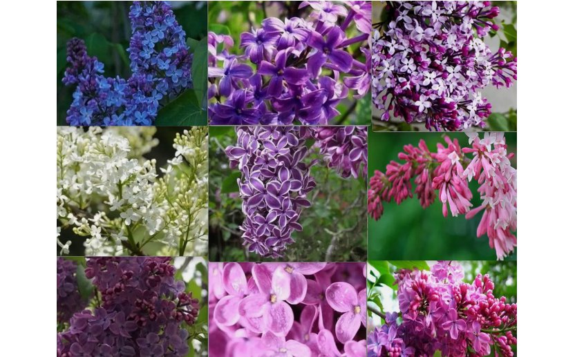 MIXED PACK COLORS LILAC rare flowering exotic plant bush USA Seller 20 Seeds