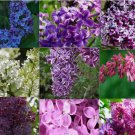 MIXED PACK COLORS LILAC rare flowering exotic plant bush USA Seller 20 Seeds