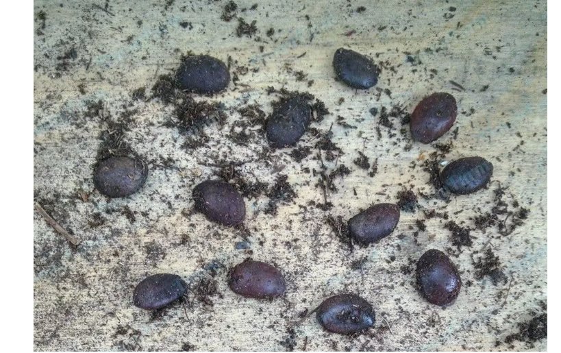 American Native Persimmon Tree STRATIFIED Seeds - Diospyros Virginiana 20 Seeds