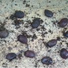 American Native Persimmon Tree STRATIFIED Seeds - Diospyros Virginiana 20 Seeds