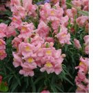 100 Appleblossom Snapdragon Seeds | Heirloom / Non-GMO