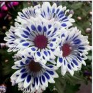Blue Window Daisy flower 20 seeds for spring summer Blue Yellow White colorful