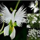 Japanese Radiata White Egret Orchid Flower .Elegant 50Pcs Seeds