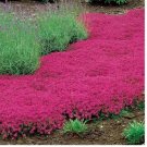 Red Creeping Thyme Seeds -- Groundcover -- Non-GMO -- FRESH 1000+ Seeds