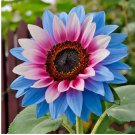 Rare Twin-Blossom Blue Over Pink Sunflower Seeds Unique Heirloom Variety 50pcs