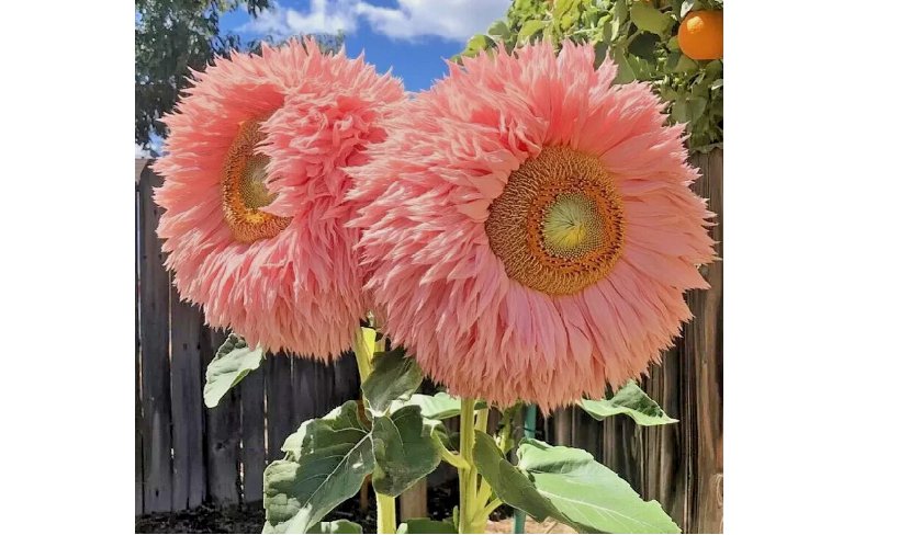 Pink Giant Teddy Bear Sunflower Seeds - Rare Fluffy Blooms for a Unique 50pcs