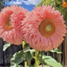 Pink Giant Teddy Bear Sunflower Seeds - Rare Fluffy Blooms for a Unique 50pcs