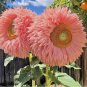 Pink Giant Teddy Bear Sunflower Seeds - Rare Fluffy Blooms for a Unique 50pcs