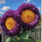 Rare Yellow & Purple Enchanting Giant Teddy Bear Sunflower Seeds 50pcs