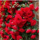 Red Climbing Rose Seeds - Rare Non-GMO Heirloom Variety for Your Garden 20pcs
