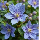 Blue Downy Clematis macropetala Hybrid Flower Seeds Climber Plant Hardy Vine 20pcs