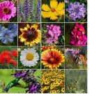1200+ Seeds ALL PERENNIAL Wild Flower Mix. Pollinator Food, Garden Heirloom