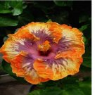 Orange Purple HIBISCUS flower exotic garden/house plant 20 Seeds
