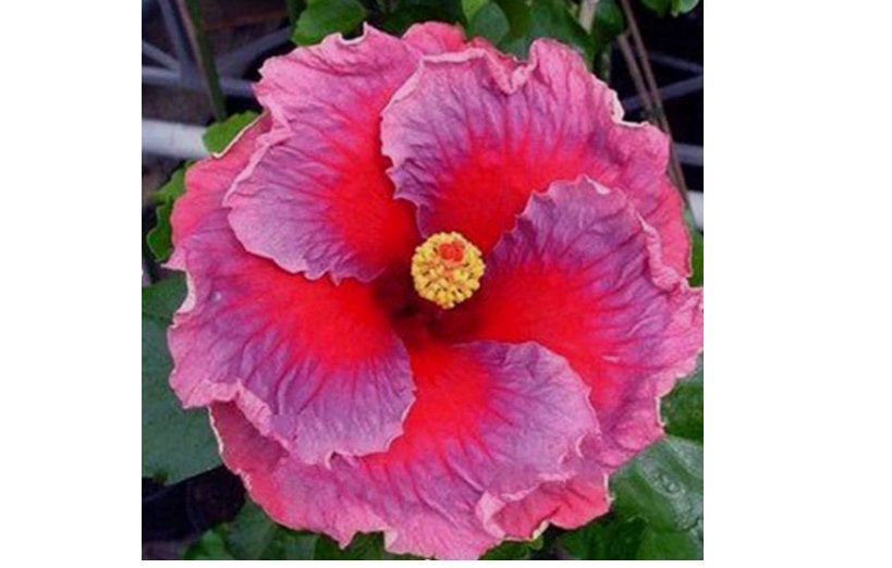 Violet Red HIBISCUS flower exotic garden/house plant  20 Seeds