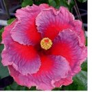 Violet Red HIBISCUS flower exotic garden/house plant  20 Seeds