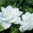pure white GARDENIA fragrant flower exotic bush garden plant 20 Seeds