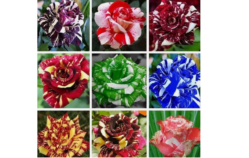 MIXED COLORS Dragon striped ROSE swirl flower Bush Rare 20 Seeds