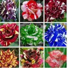 MIXED COLORS Dragon striped ROSE swirl flower Bush Rare 20 Seeds