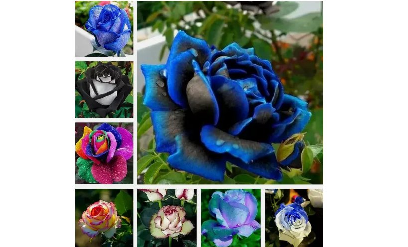RARE Rose tea blue violet flower Bush exotic plant 20 MixedSeeds