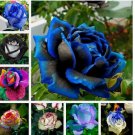 RARE Rose tea blue violet flower Bush exotic plant 20 MixedSeeds
