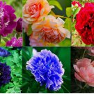 MIXED COLOR PEONIES rare blossom exotic bloom plant bush 20 Seeds