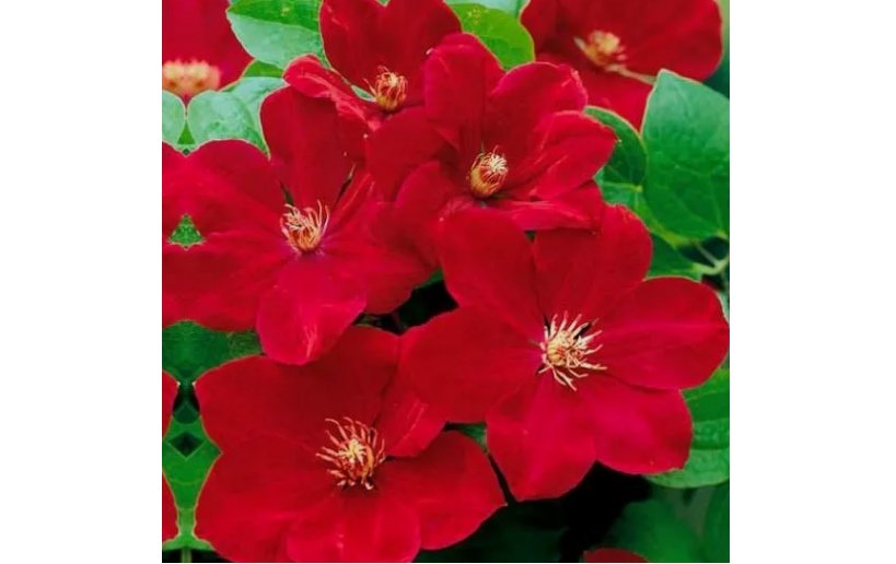 Bright Red Clematis Seeds Seed Perennial Flowers Bloom Flower 25 Seeds
