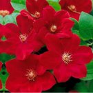 Bright Red Clematis Seeds Seed Perennial Flowers Bloom Flower 25 Seeds