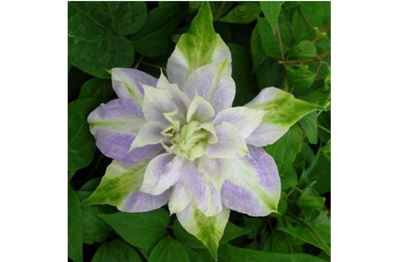 DBL Purple Green Clematis Seeds Flowers Perennial 25 Seeds Flower