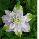 DBL Purple Green Clematis Seeds Flowers Perennial 25 Seeds Flower