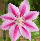 20 Beautiful Rare Pink Clematis Seeds Perennial Flowers Bloom Seed