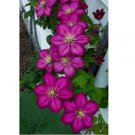 Magenta Clematis Seeds Bloom Flowers Perennial 25 Seeds Flower