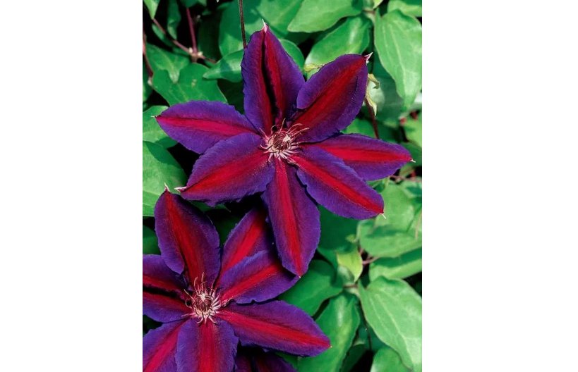 Purple Red Clematis Seeds Large Bloom Climbing Perennial Garden Flower 25 Seeds
