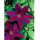 Purple Red Clematis Seeds Large Bloom Climbing Perennial Garden Flower 25 Seeds