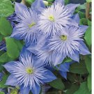 Light Blue Clematis Seeds 25 Flowers Seeds Bloom Perennial Flower