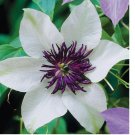 White Purple Clematis Seeds Flowers Perennial Bloom 25 Seeds Flower