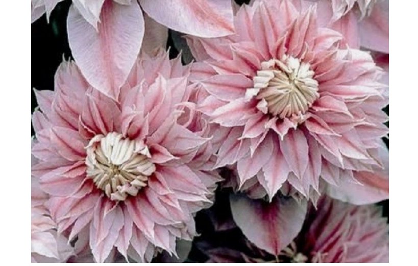 Double Light Pink Clematis Seeds 25 Seeds Climbing Perennial Flower