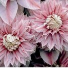 Double Light Pink Clematis Seeds 25 Seeds Climbing Perennial Flower