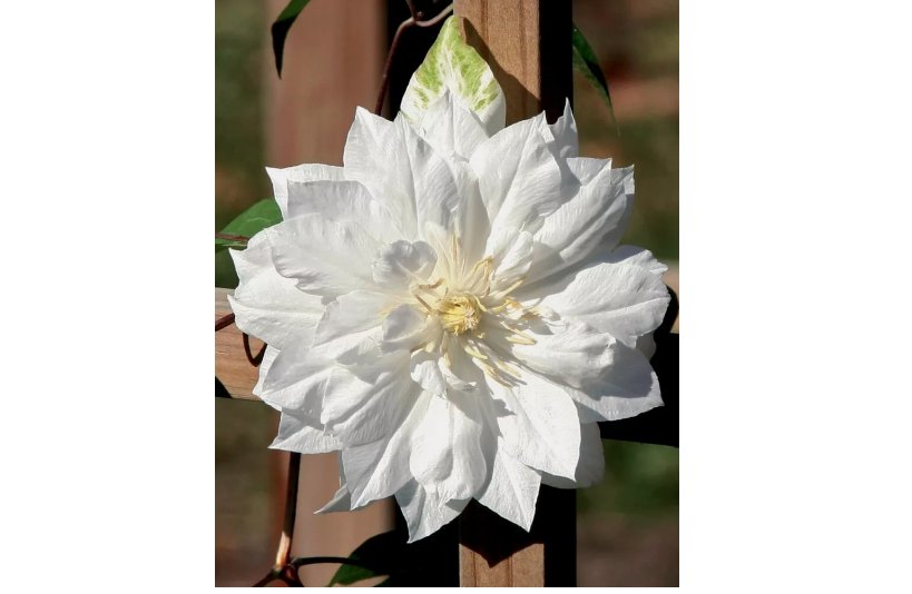 Double White Clematis Seeds Climbing Perennial Plumeria Bloom 25 Seeds