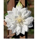 Double White Clematis Seeds Climbing Perennial Plumeria Bloom 25 Seeds