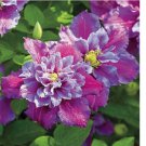 Piilu Clematis Seeds Climbing Perennial Plumeria Bloom 25 Seeds