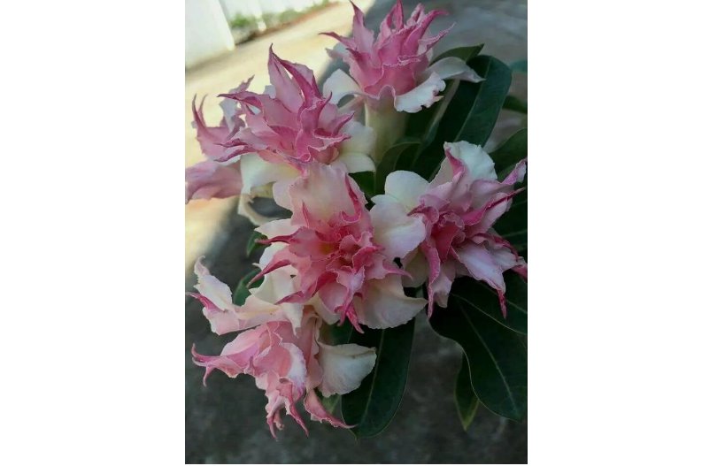 Double White Pink Clematis Seeds Bloom Climbing Perennial Plumeria 25 Seeds