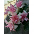 Double White Pink Clematis Seeds Bloom Climbing Perennial Plumeria 25 Seeds