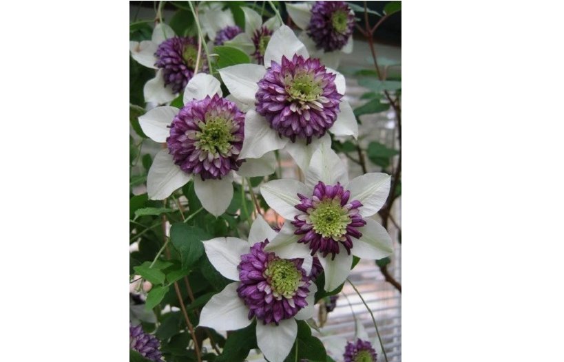 White Purple Clematis Seeds Large Bloom Climbing Perennial Garden Flower 25 Seeds