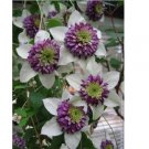 White Purple Clematis Seeds Large Bloom Climbing Perennial Garden Flower 25 Seeds