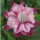 Patricia Clematis 25 Seeds Climbing Perennial Plumeria Bloom Seed