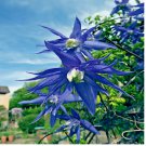 Blue Downy Clematis macropetala Hybrid Flower 20 Seeds Climber Plant Hardy Vine